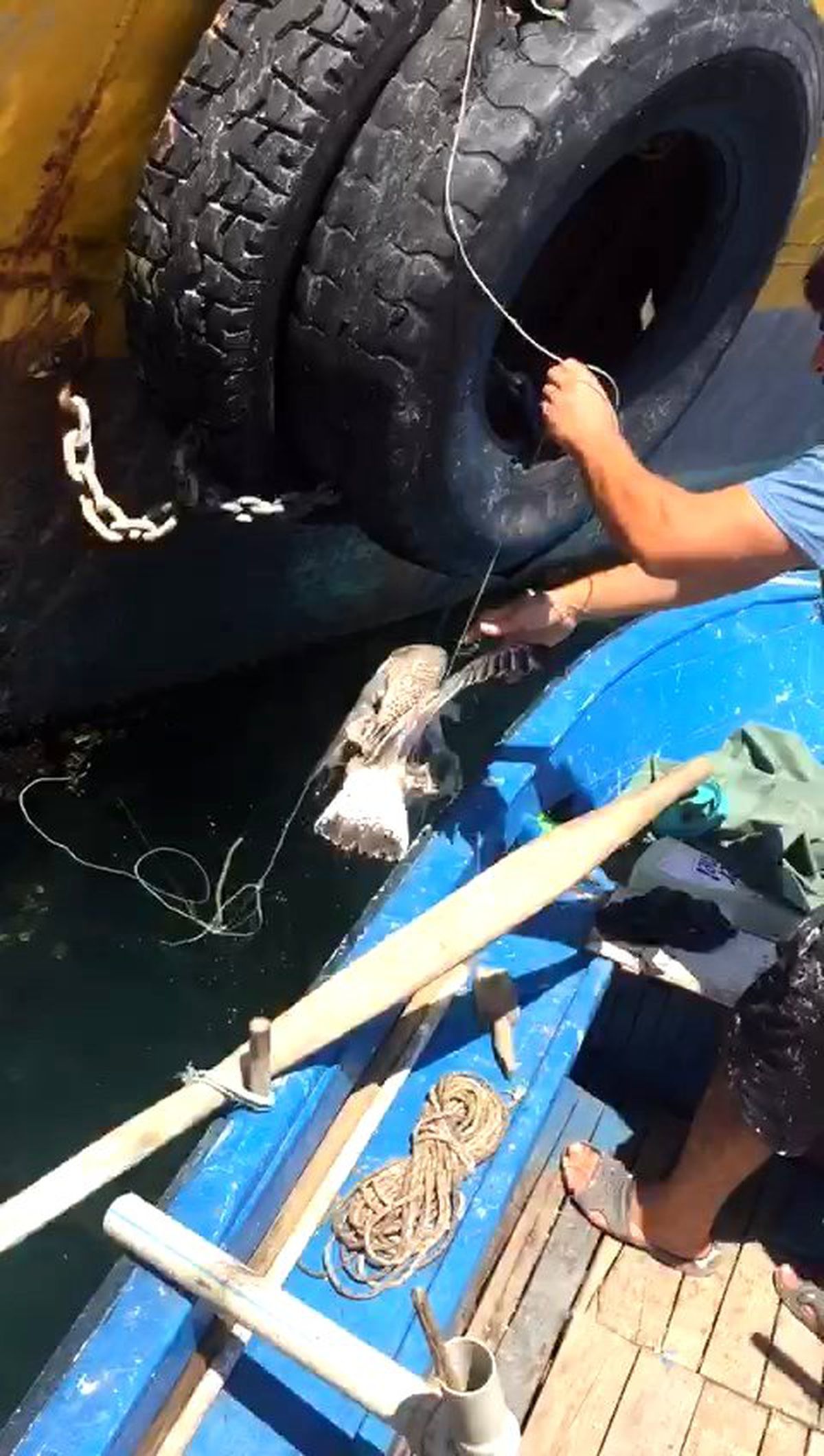 (Özel) İpe dolanan martıyı balıkçılar böyle kurtardı