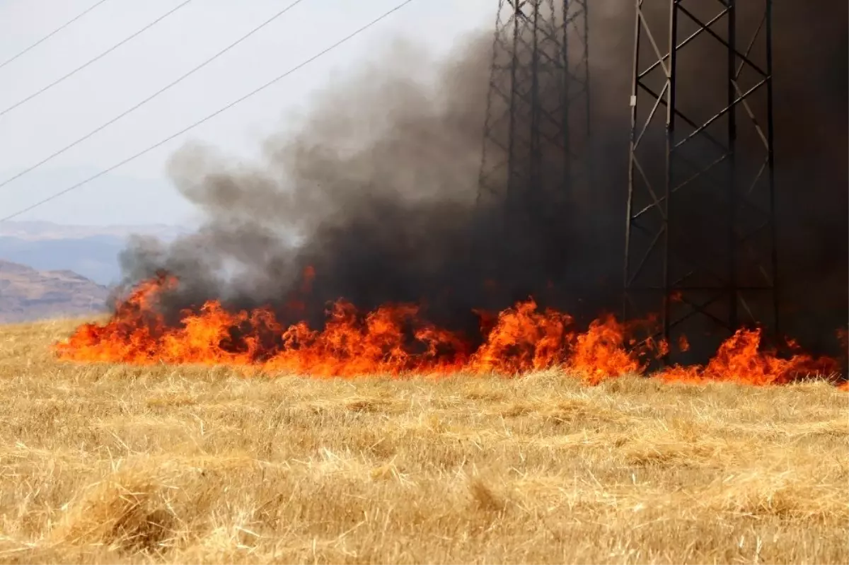 Siirt\'te 2 ayrı tarlada çıkan yangında 100 dönüm arazi kül oldu