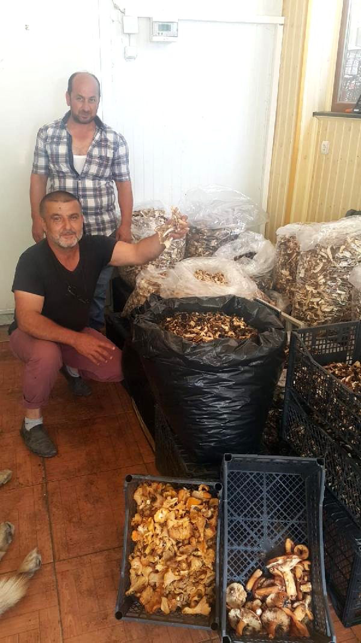 Sinop\'tan dünyaya ihraç ediliyor, günde 7 bin lira kazanan bile var