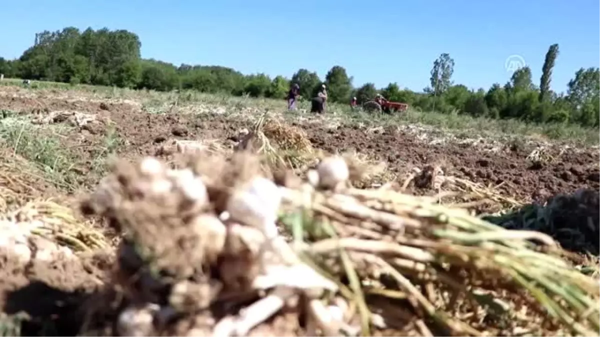 Taşköprü sarımsağında hasat başladı - KASTAMONU