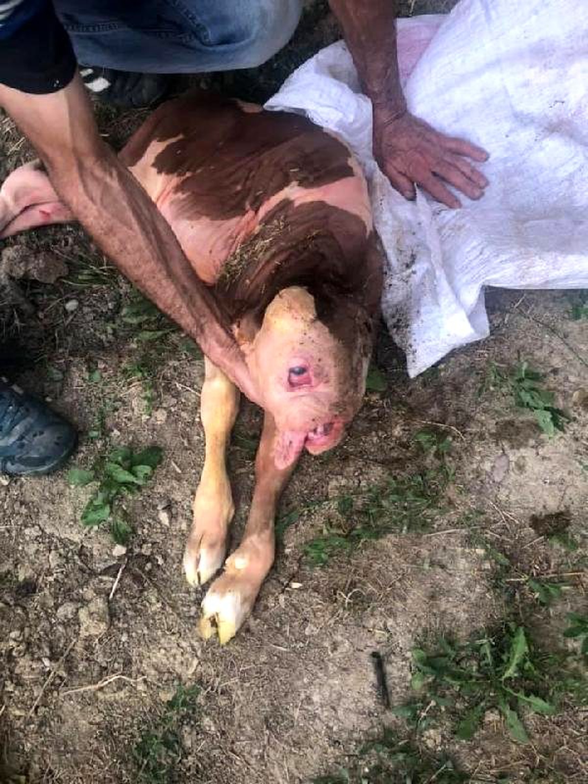 Tek gözlü ve burun delikleri olmadan doğan buzağı, öldü