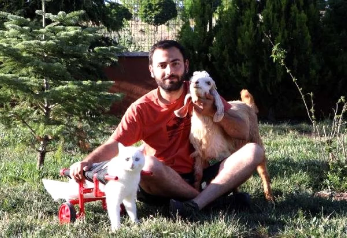 Üniversiteli Eren, yaralı ve bakımsız sokak hayvanlarına evini açtı