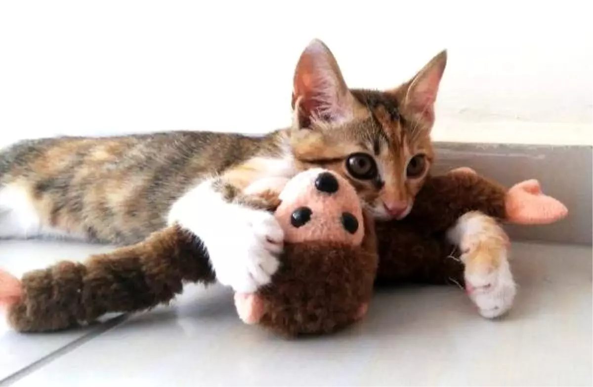 Yavru kedi, annesi sandığı oyuncak maymunu emiyor