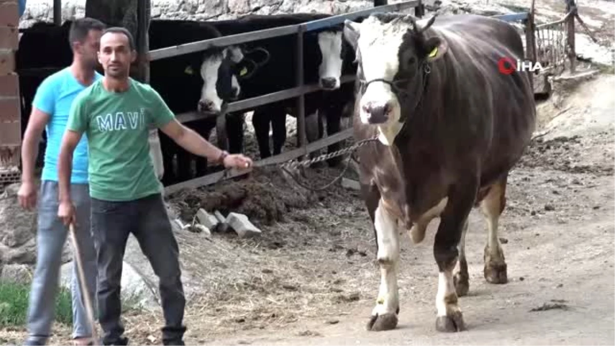 1,5 tona ulaşan boğa 45 bin liraya satışa çıkarıldı