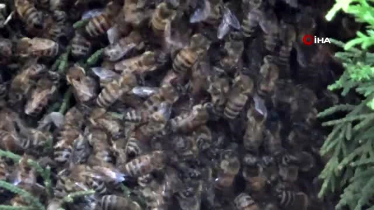 Arılar güzellik merkezi önünü istila etti