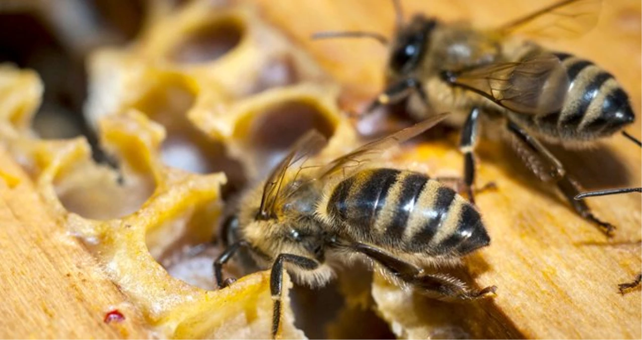 Beslediği arıların saldırısına uğrayan kadın öldü