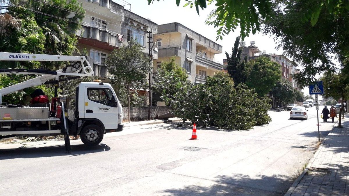 Devrilen dev incir ağacı yolu kapladı