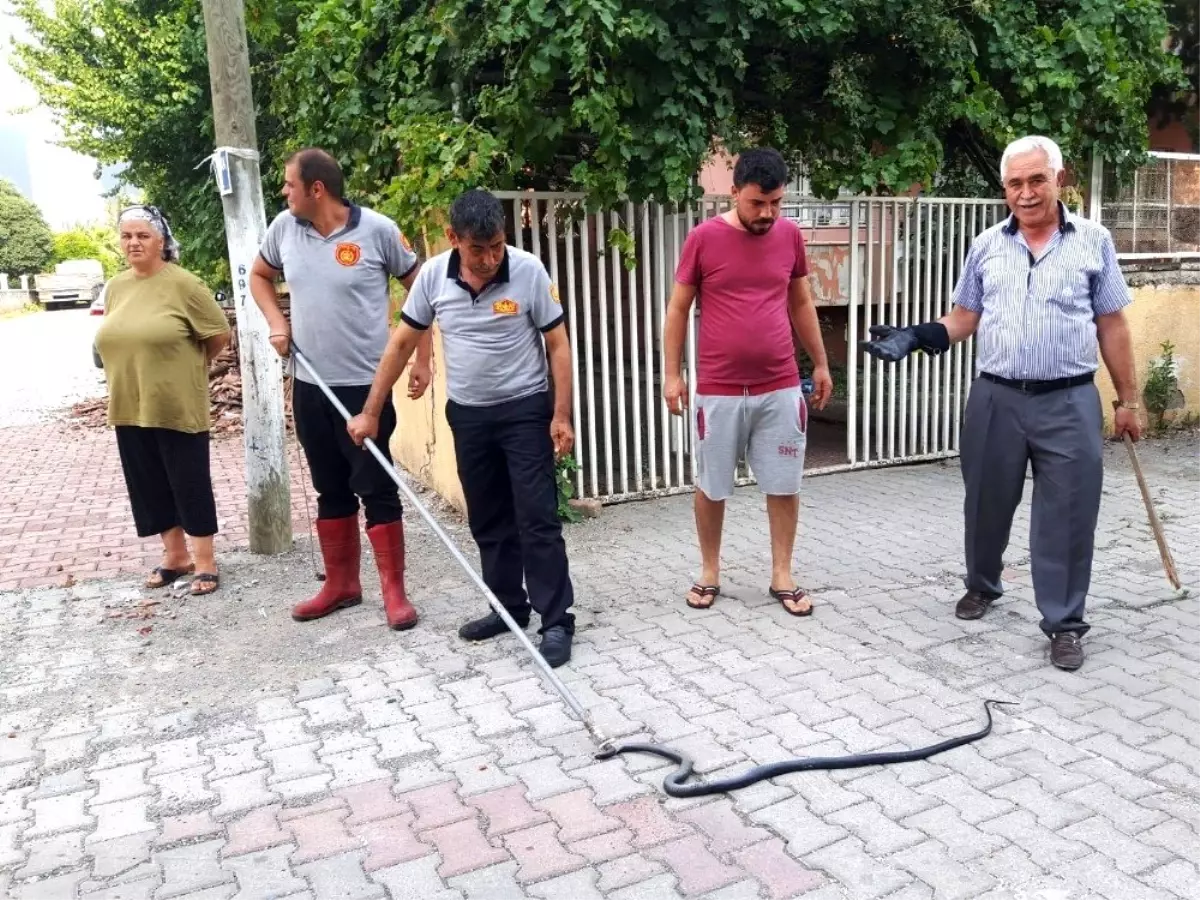 Eve giren yılan itfaiye ekiplerince yakalandı