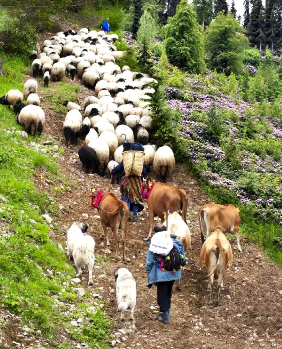 Karadeniz\'de yaylacılık geleneği sürüyor