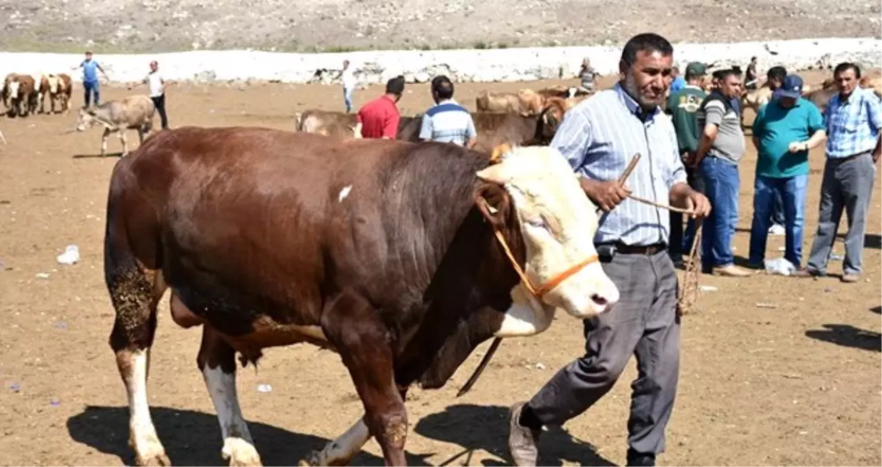 Kurban kesecekler dikkat! Bu kurallara uymayanlara 72 bin TL\'ye kadar ceza kesilecek