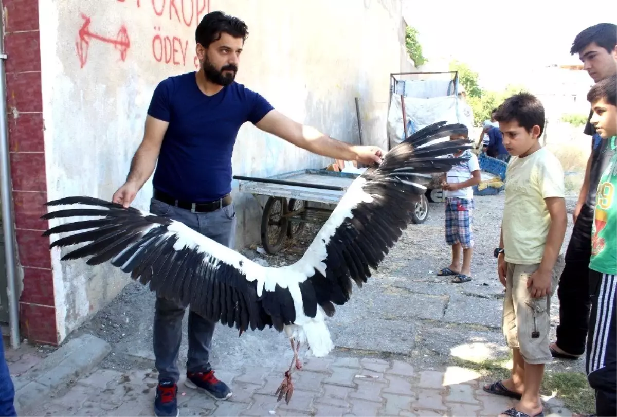 Mahalleli ayağı kopan leyleğin yardımına koştu