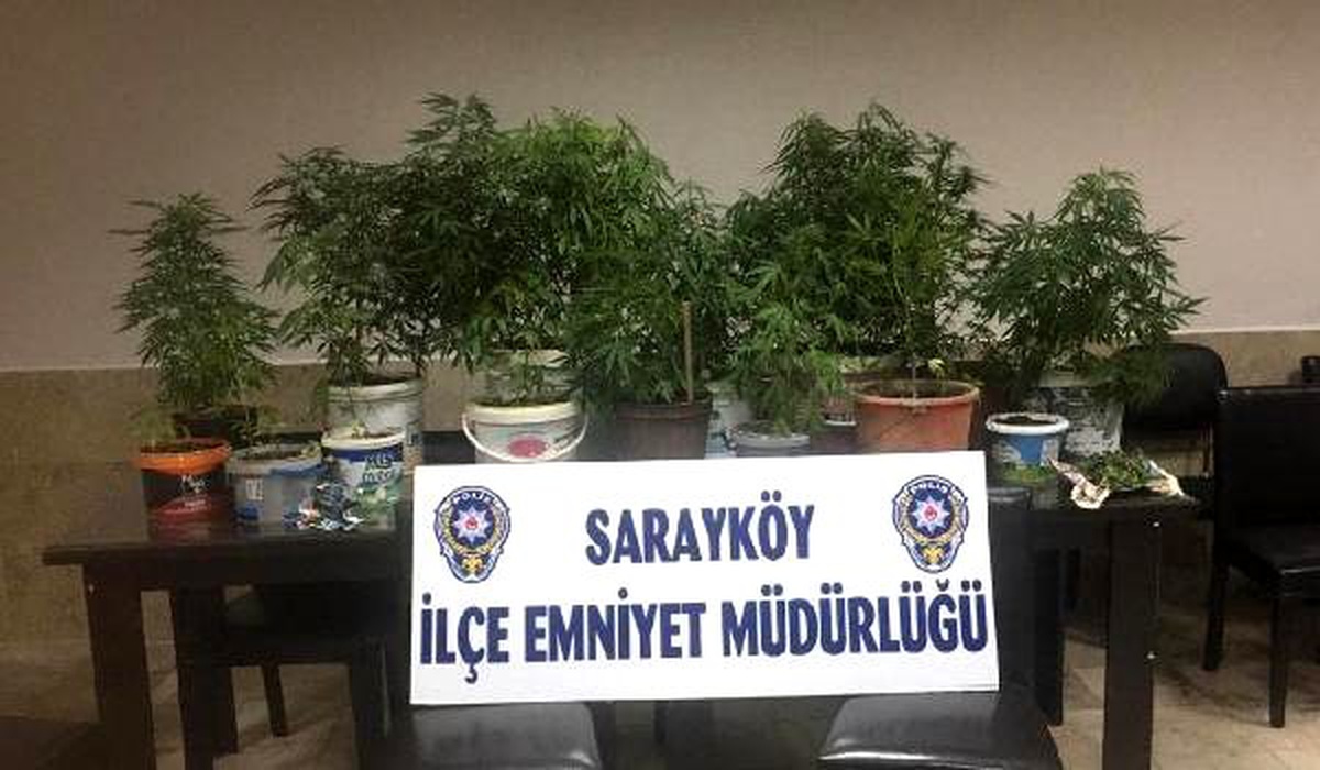 Saksıda Hint keneviri, musluk bataryasında esrar bulundu