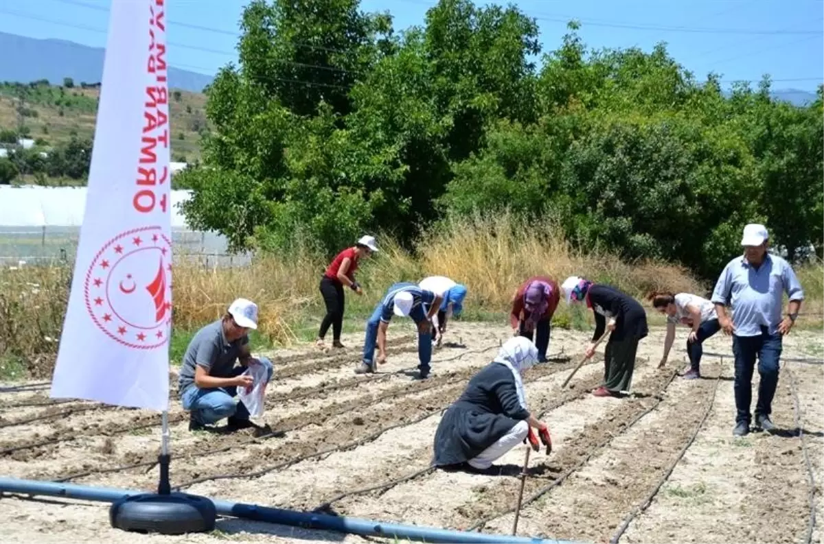 Yöreye özgü fasulye tohumları toprakla buluştu