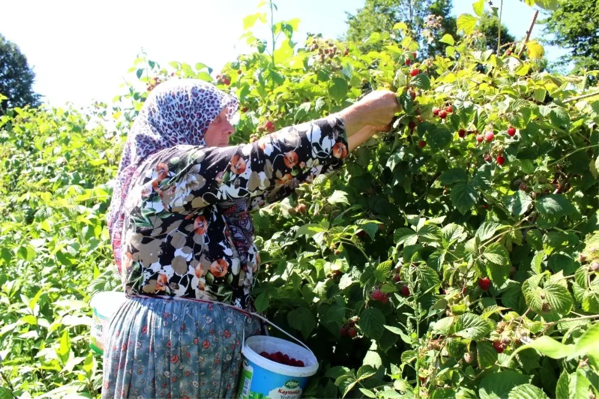 Dövizdeki dalgalanma nedeniyle ahududu fiyatları yüzde yüz zamlandı