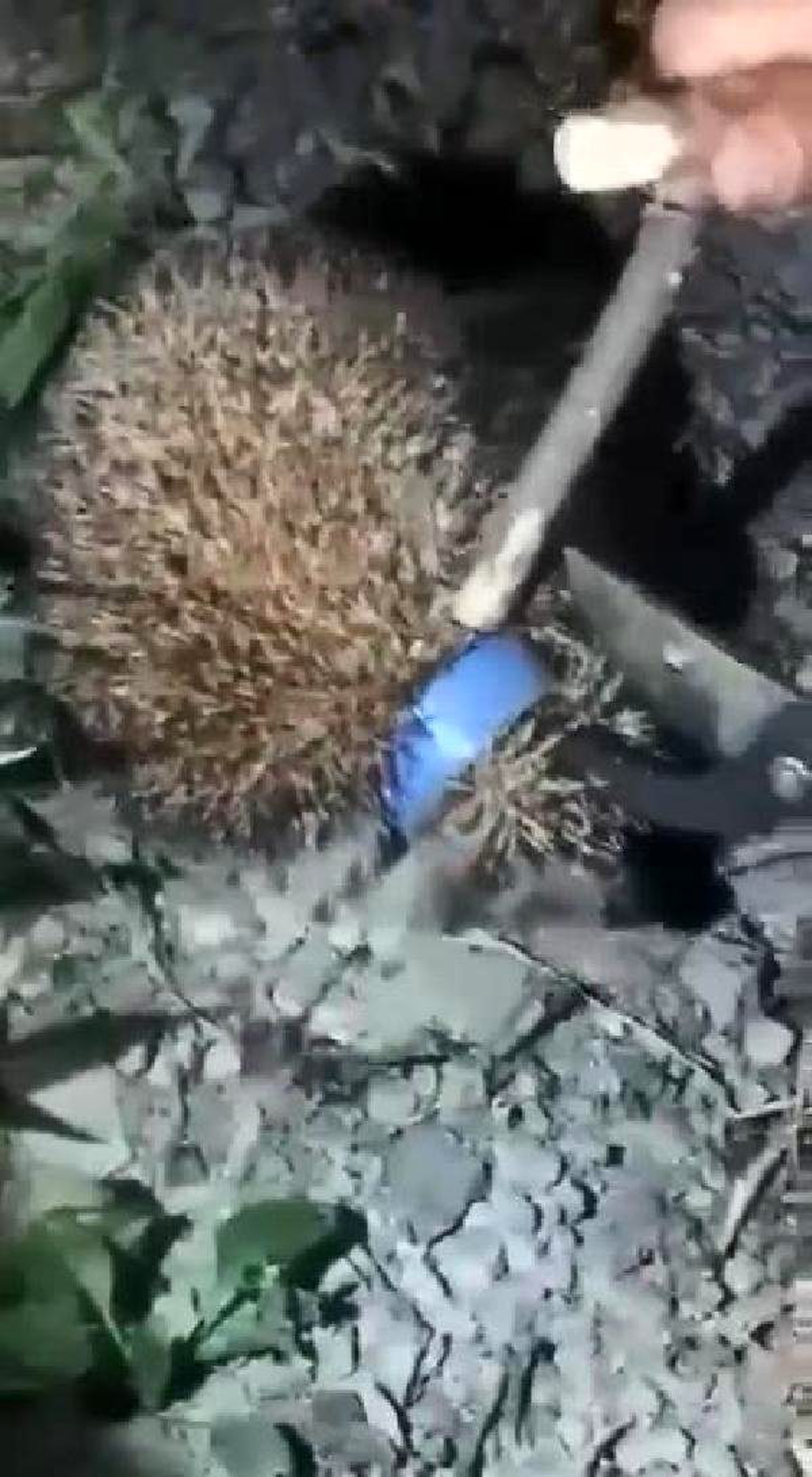 Kafası plastik şişe kapağına sıkışan kirpi kurtarıldı