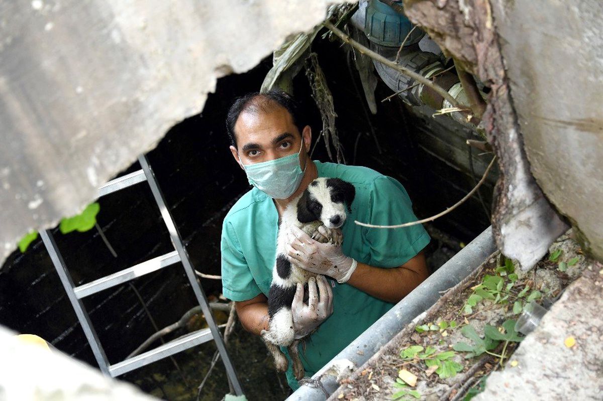 Kuyuya düşen köpek yavrularını beledi ekipleri kurtardı