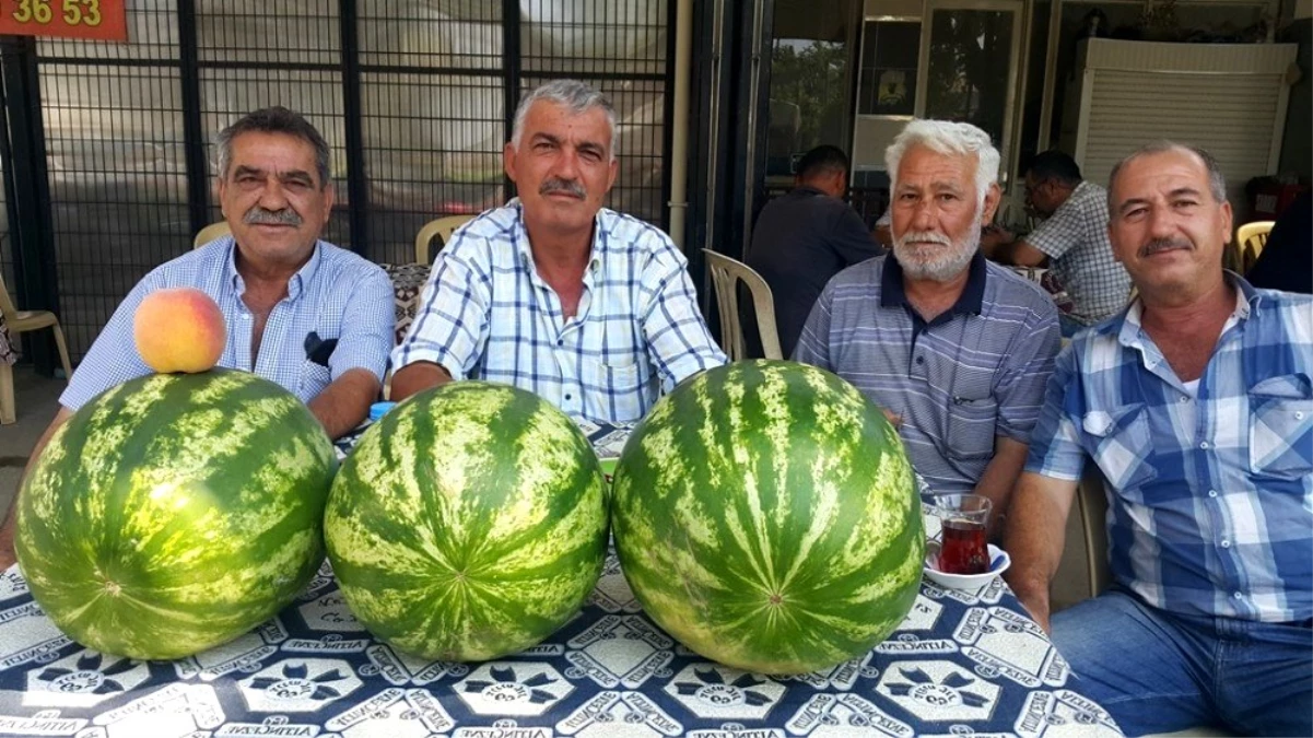 Ödemiş karpuzunun tadı var, alıcısı yok