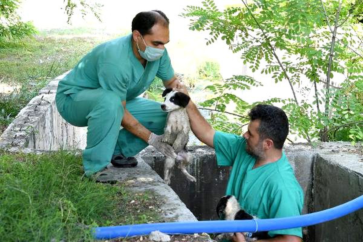Su kanalına düşen yavru köpekler kurtarıldı