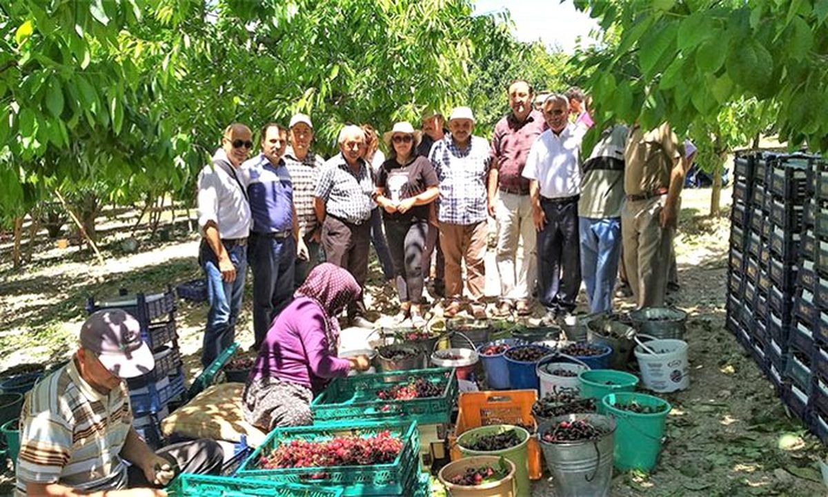 Türkiye, Çin’e kiraz ihracatında ABD’nin tahtını sallayacak