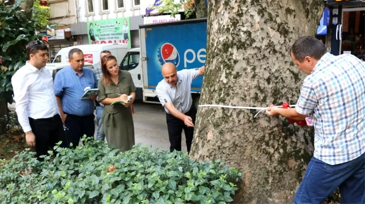 Yürüyüş Yolu\'ndaki asırlık çınarlar tedavi edilecek