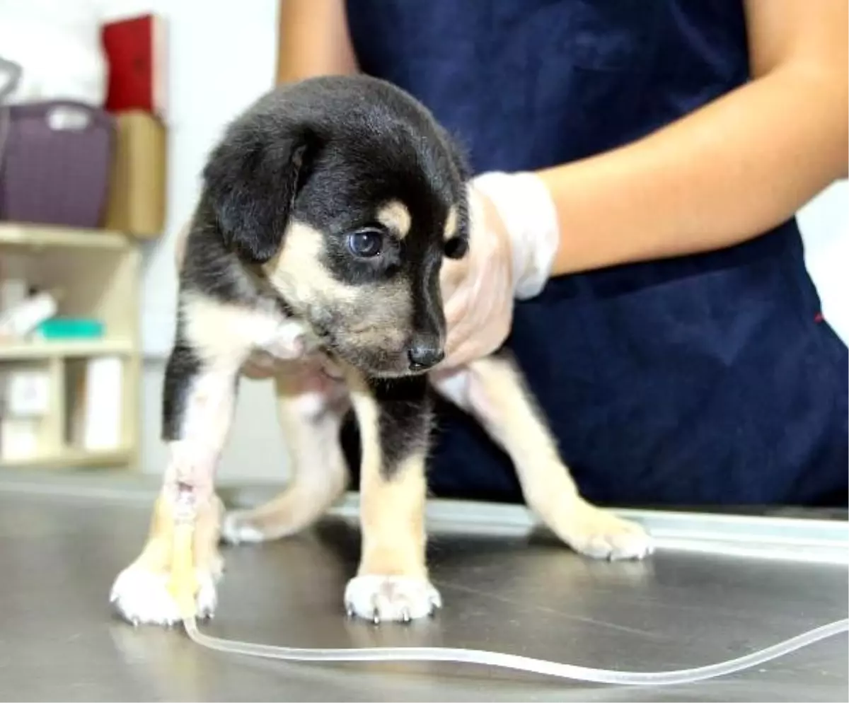 Ayakları yanan yavru köpek tedavi ediliyor