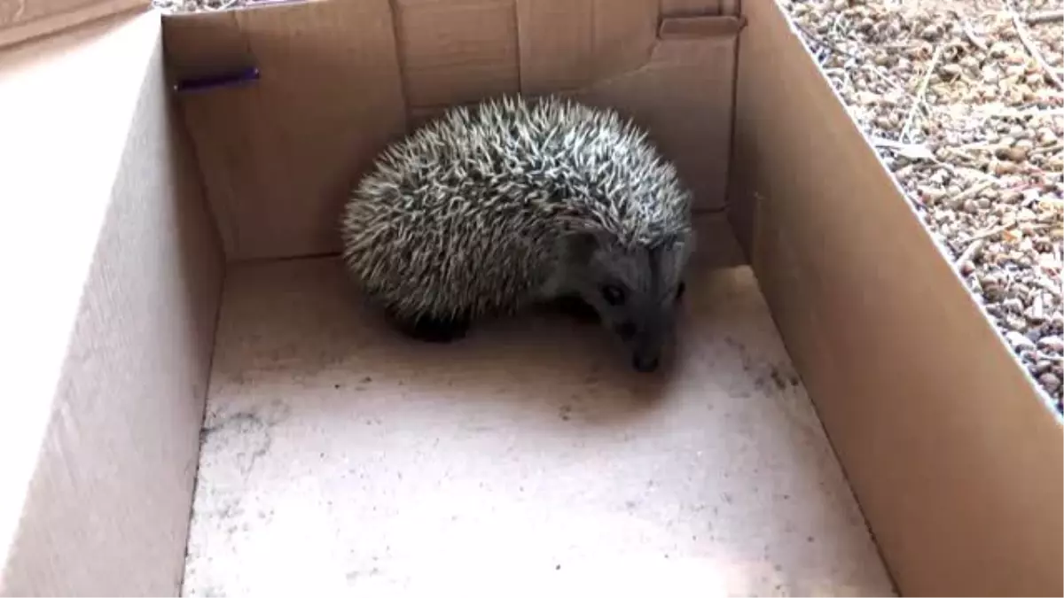 Bakımı tamamlanan kirpi yavrusu doğaya salındı