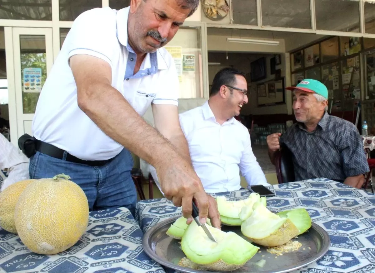 Bursa\'da kavun hasadı başladı, fiyatlar yüzleri güldürdü