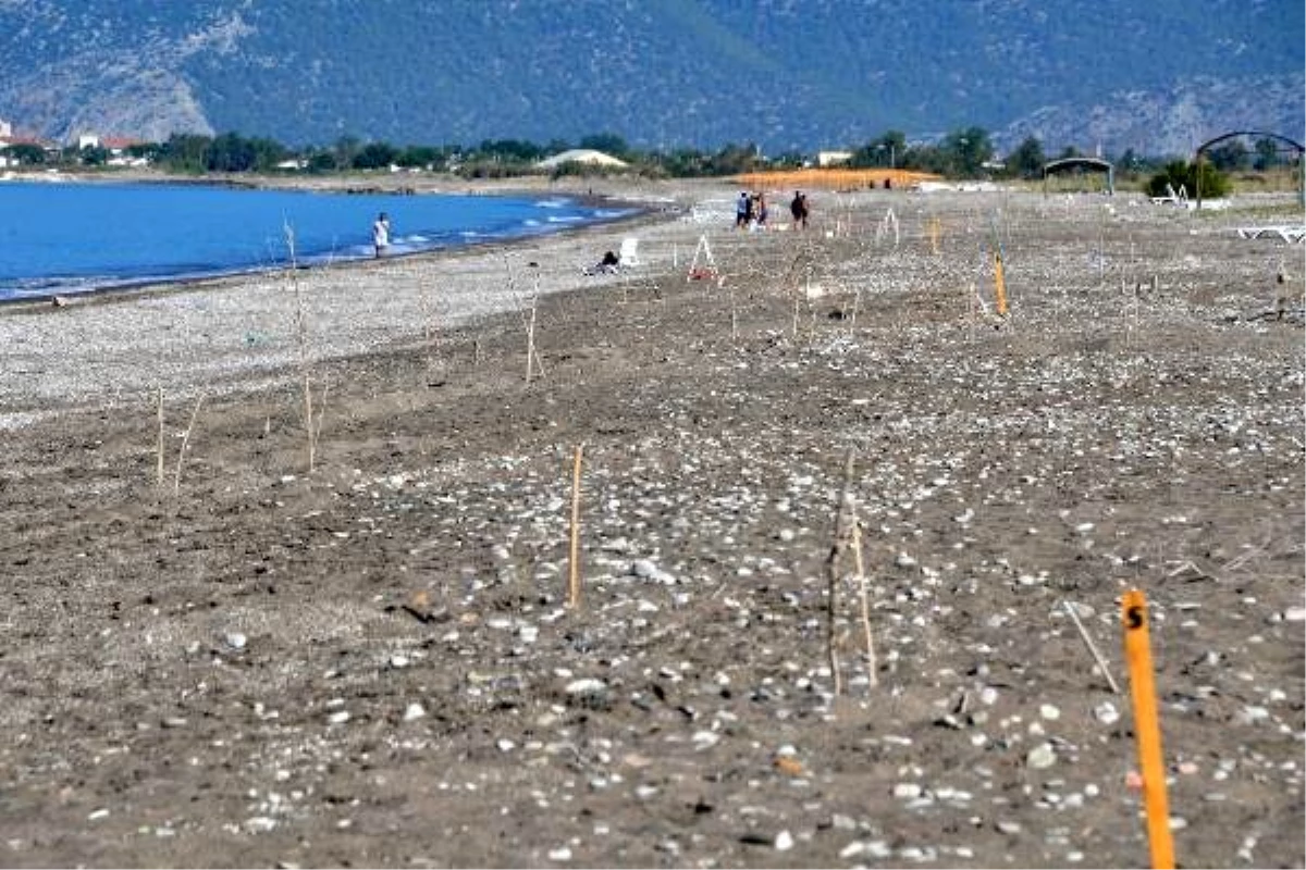 Caretta caretta kafeslerini çöplük zanneden var