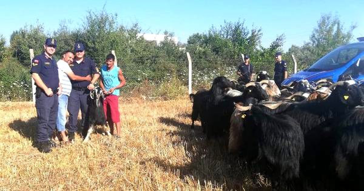 Çobanın kaybettiği 80 küçükbaş, drone ile bulundu