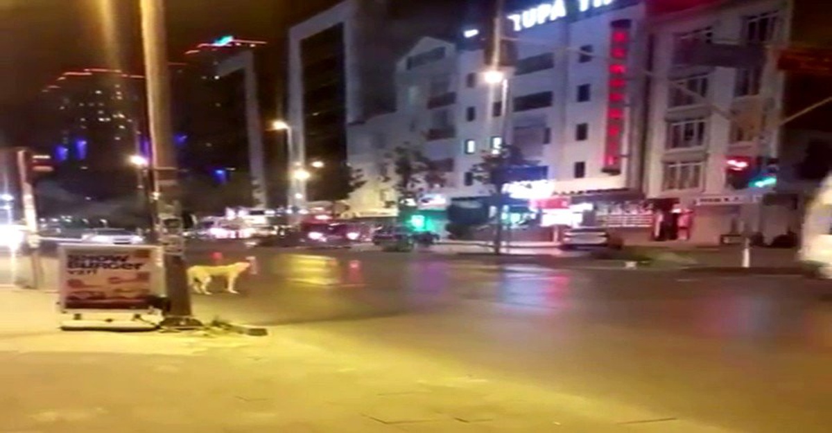 Esenyurt\'ta kırmızı ışıkta bekleyen köpek kameralara yansıdı