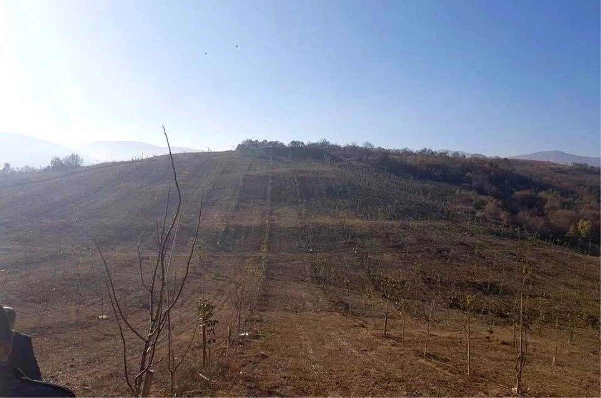 İki buçuk yıl önce bakımı yapılan ceviz ağaçlarından 15 ton ürün bekleniyor