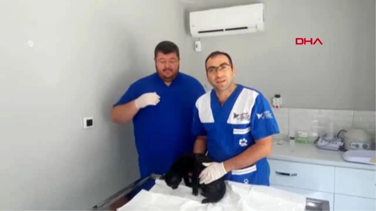 OSMANİYE Yırtıcı hayvan saldırısına uğrayan yaralı kediye tedavi