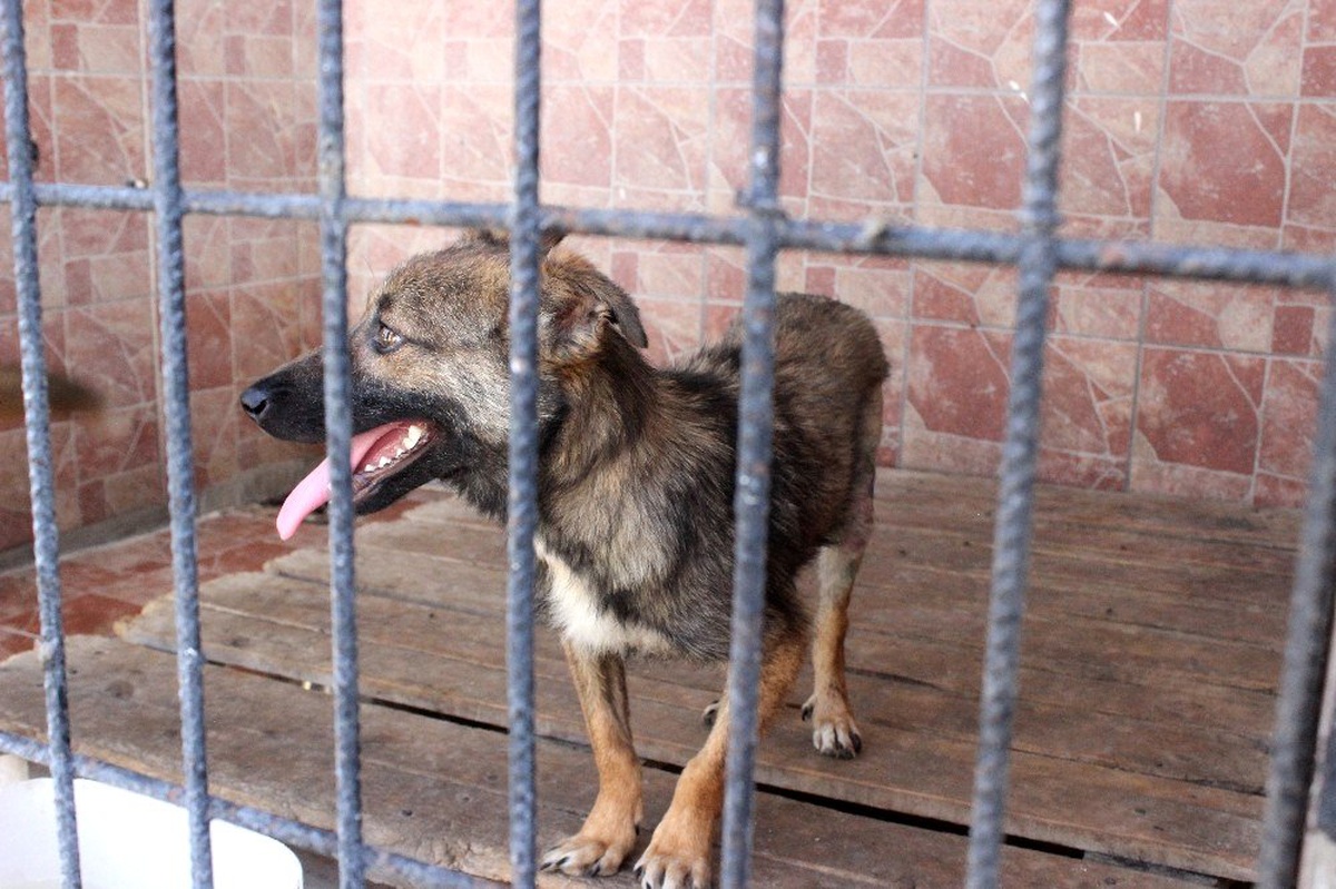 (Özel) Üzerinden aracın geçtiği yürüyemeyen sokak köpeğini sağlığına kavuşturdular