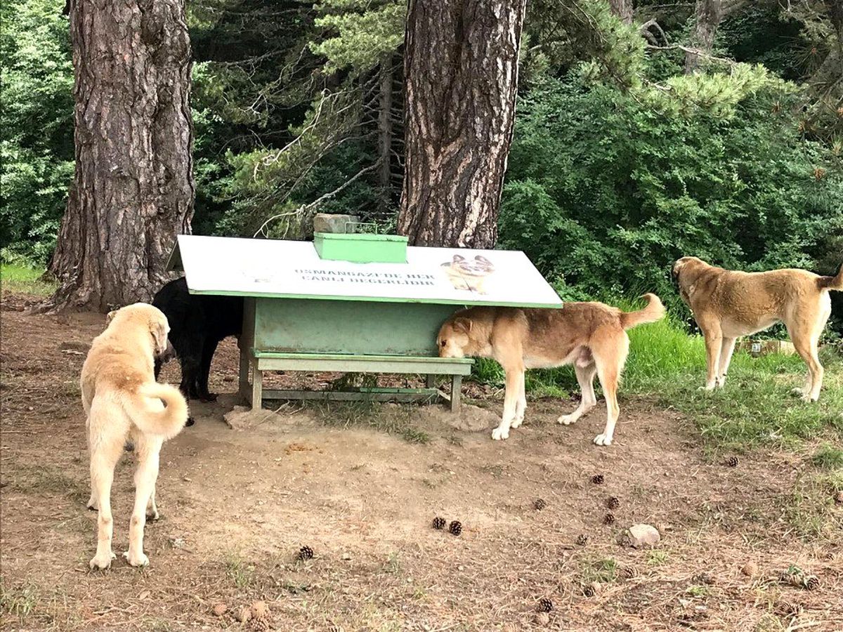 Sahipsiz köpeklere parazit bakımı