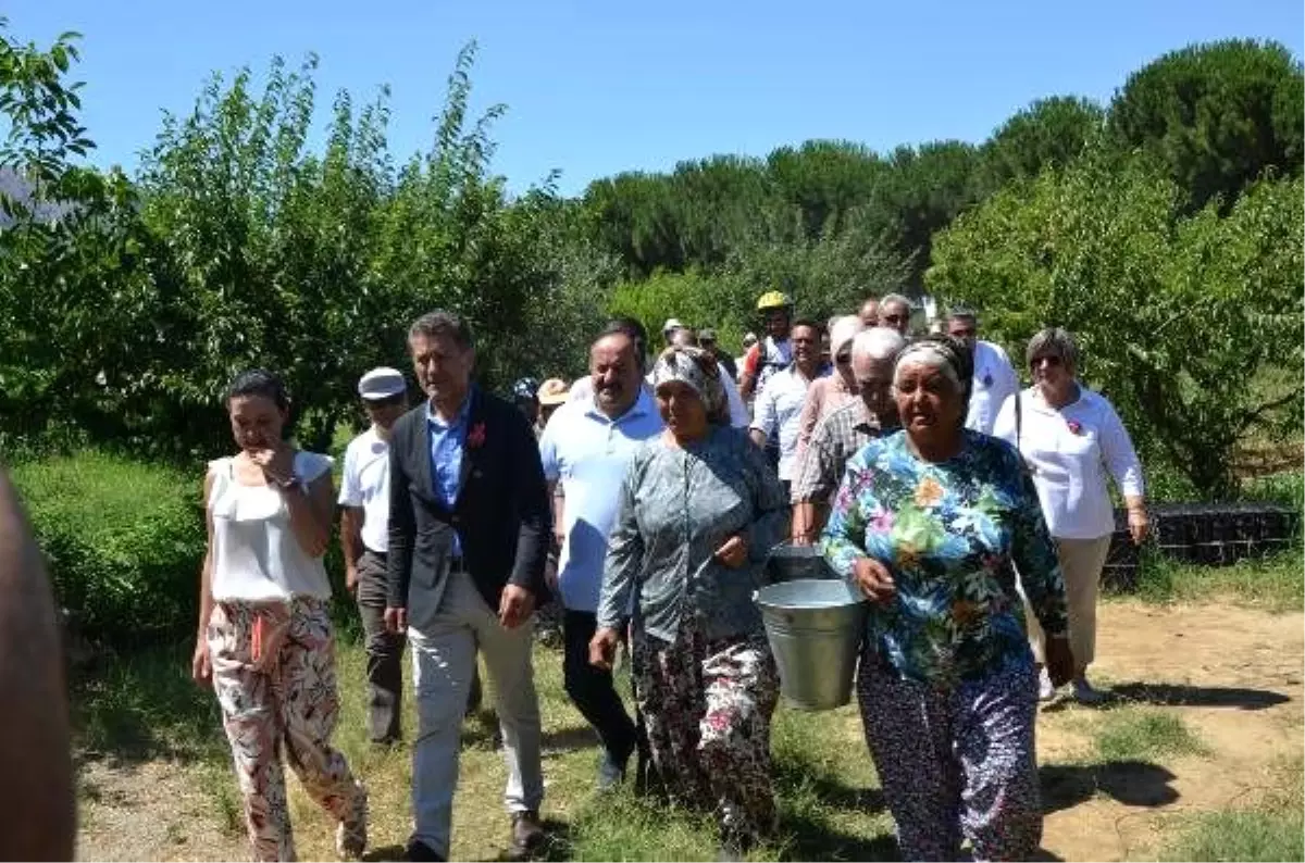 Şen Şeftali Şenliği\'nde üretici kasa kasa satış yaptı