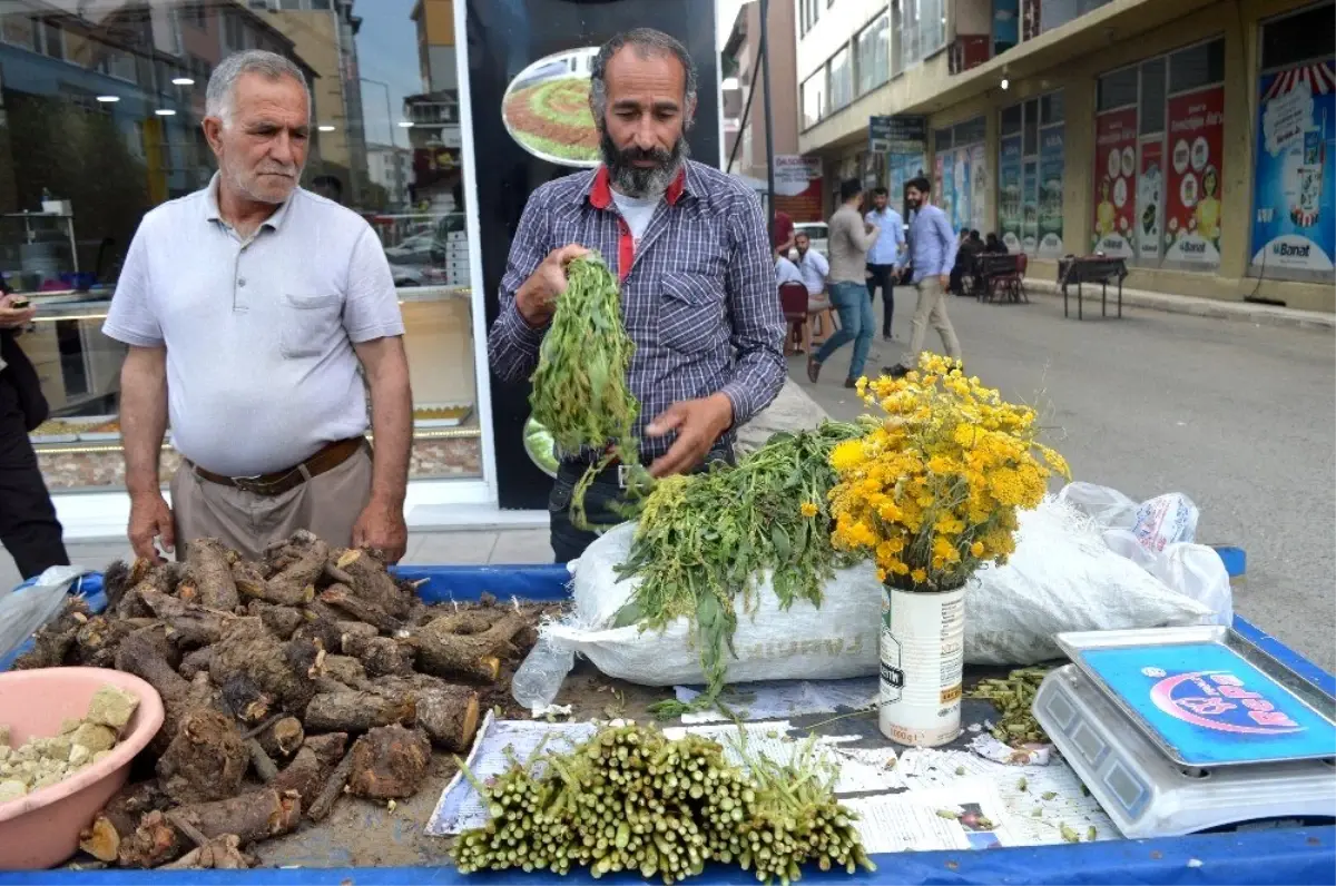 Şifa Arayanlar \'Civanperçemine\' ilgi gösteriyor