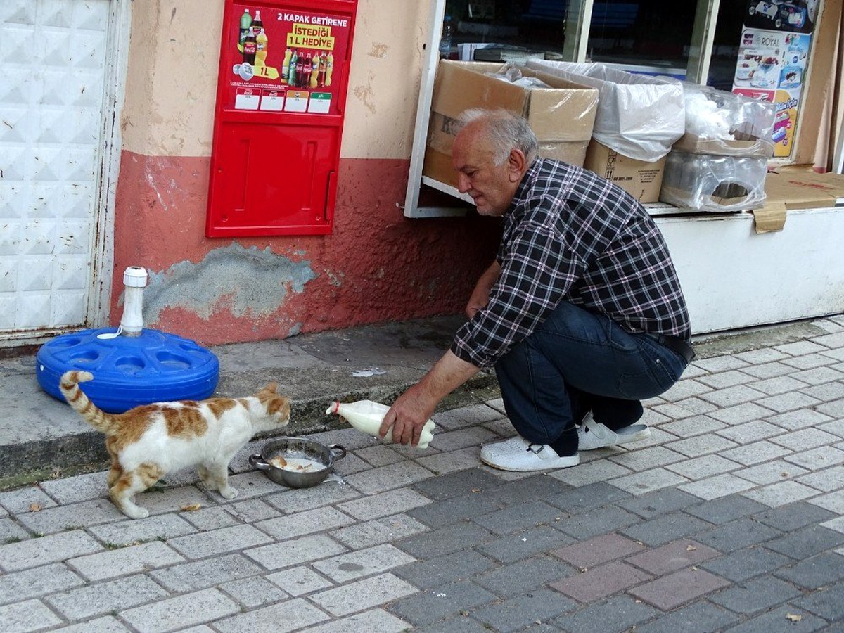 Veteriner Hekim, işyerinin önünde sokak hayvanlarını besliyor