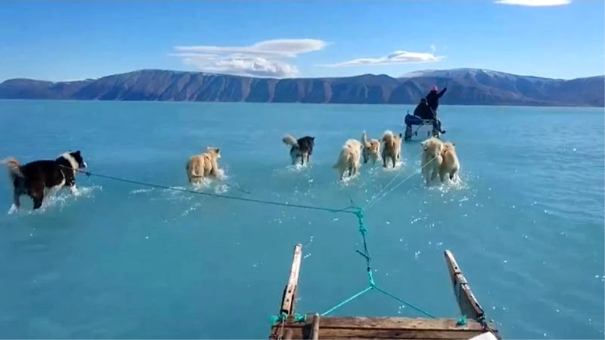 Video | Grönland\'da eriyen buz üzerinde kızak köpekleri