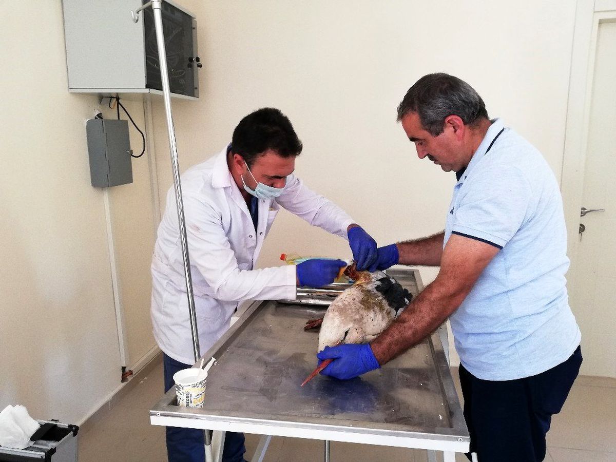 Yaralı leylek tedavi altına alındı