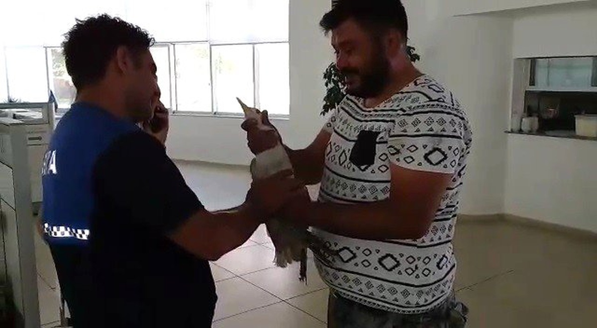 Yaralı martının imdadına oto kurtarıcı şoförü yetişti