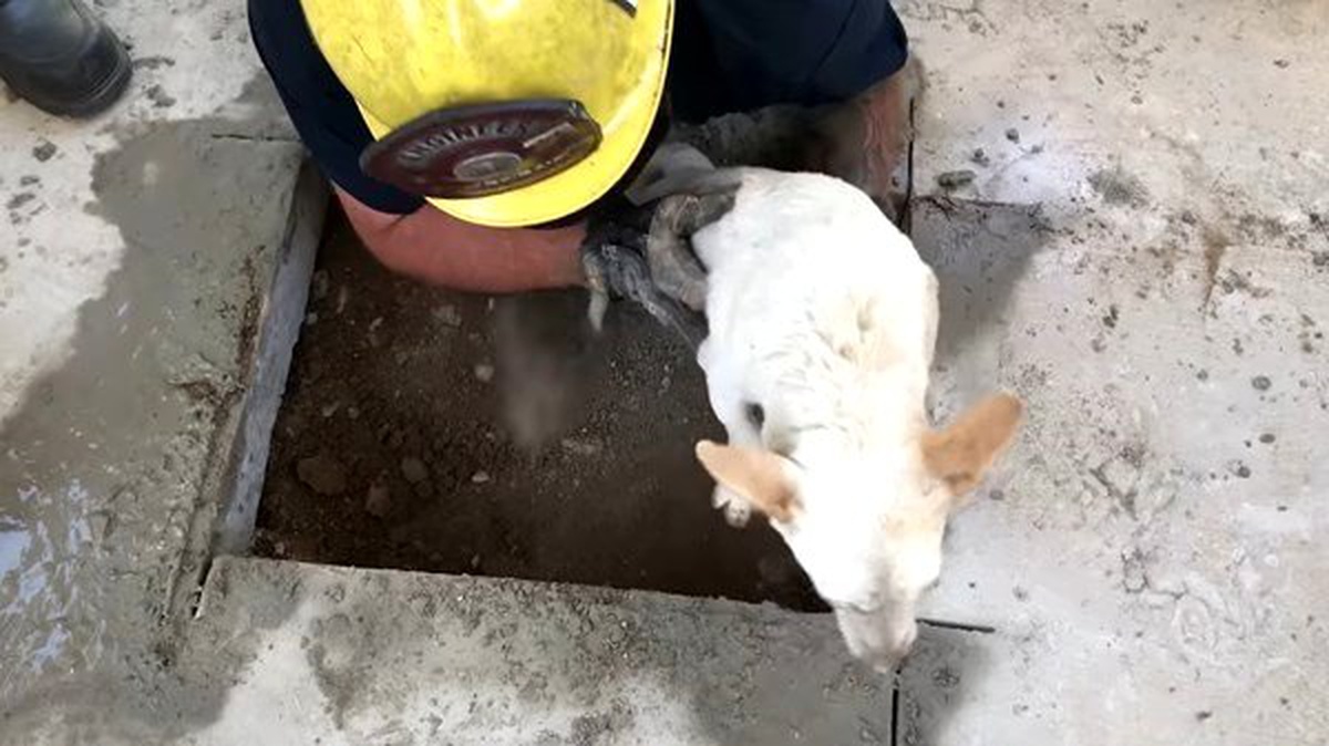 ABD\'de betonun altında sıkışan köpek kurtarıldı