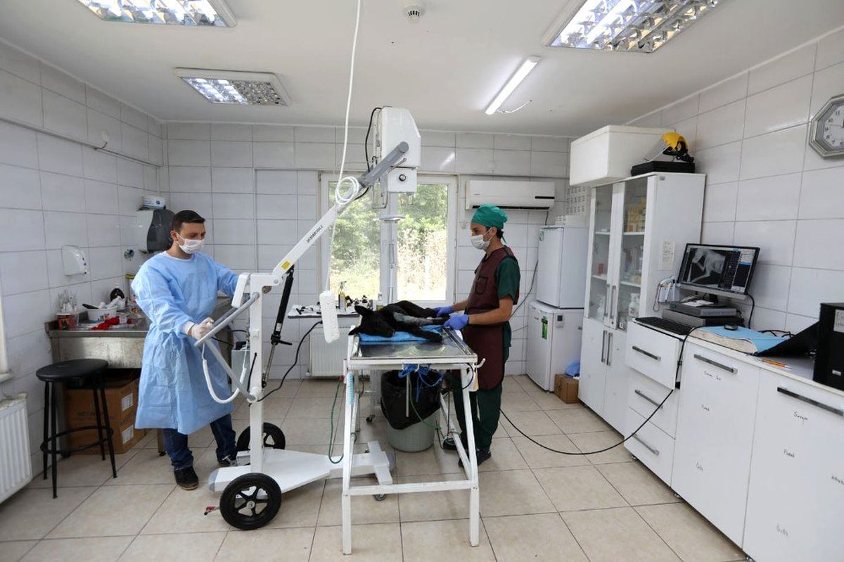Adapazarı\'nda sahipsiz hayvanların tedavileri daha hızlı olacak