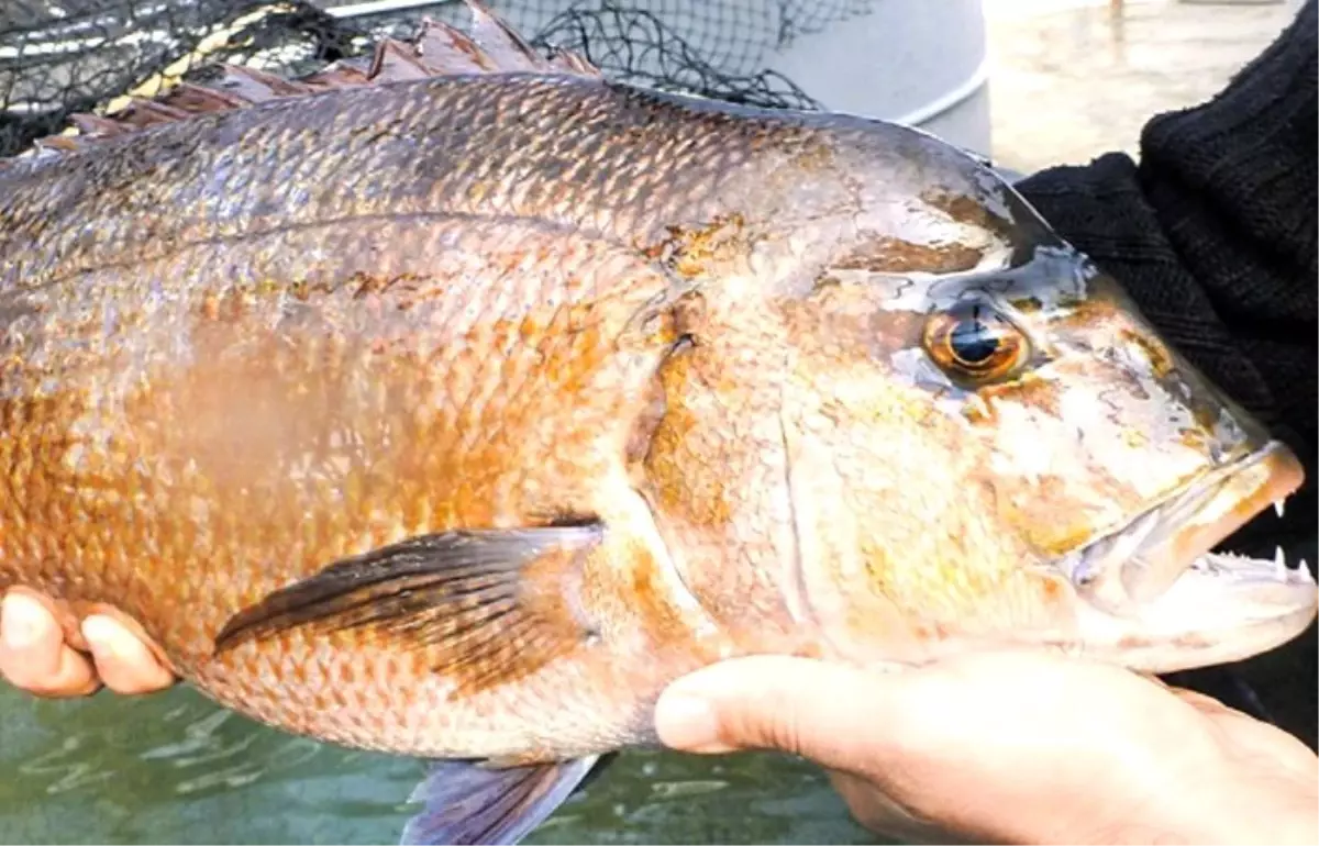 Akuvatur, balıkçılığa yeni bir melez ırk kazandırdı