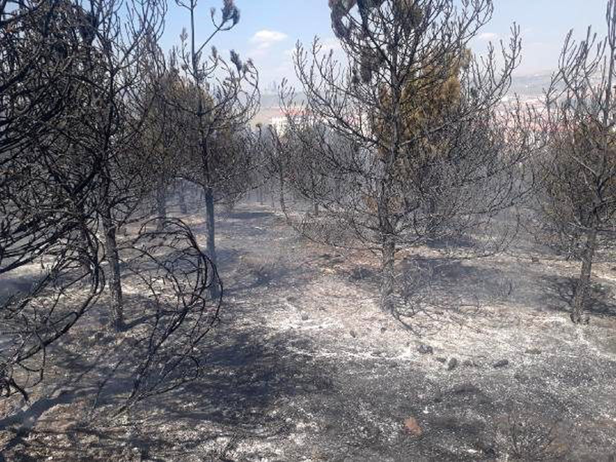Ankara\'da 20 dönüm orman alanı yandı