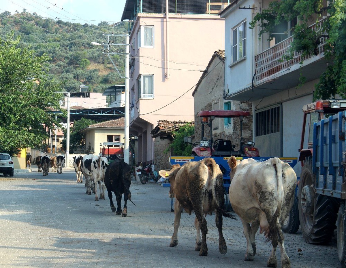Aydın\'da merası korunan köyler, hayvancılığın keyfini yaşıyor