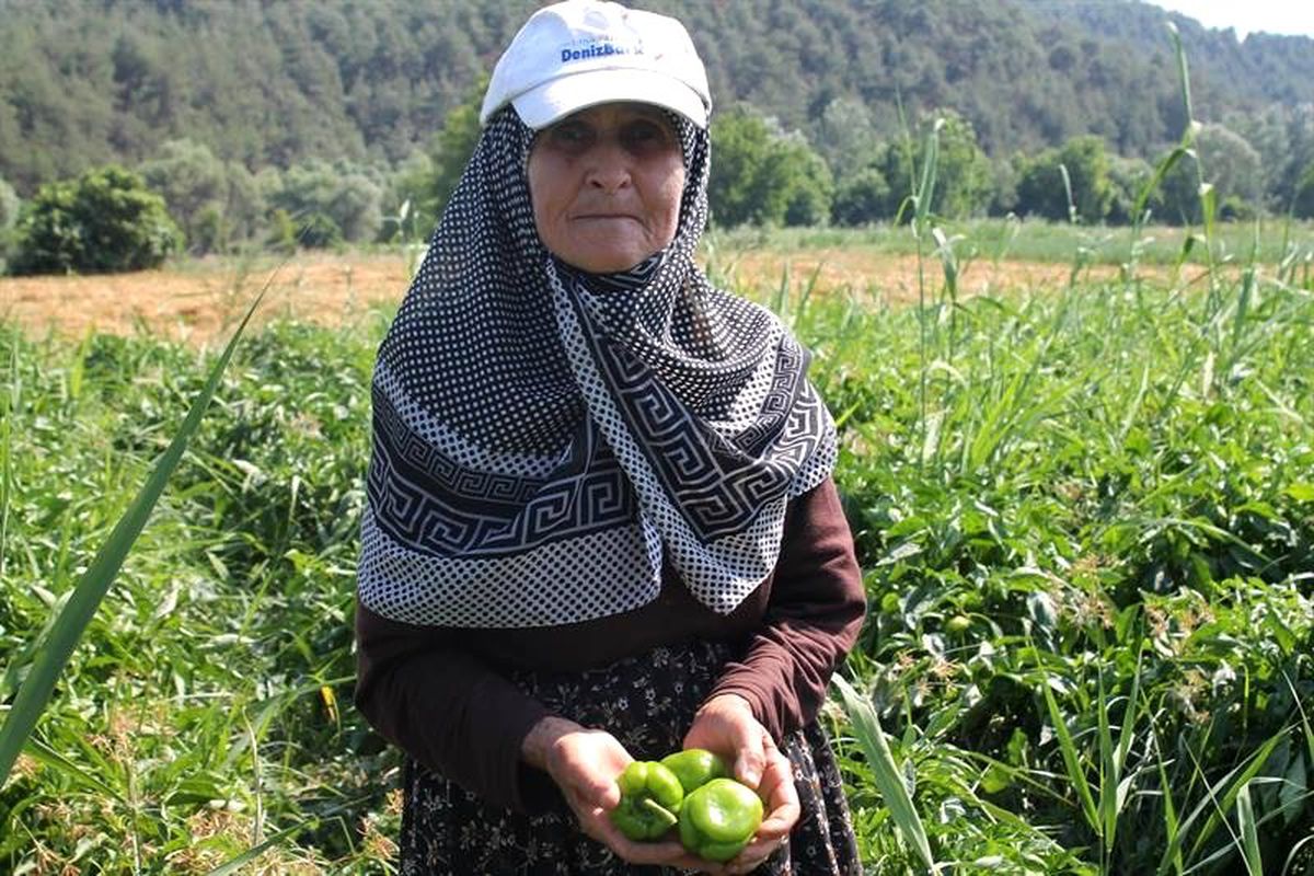 Bilecik\'te dolmalık biber hasadı başladı