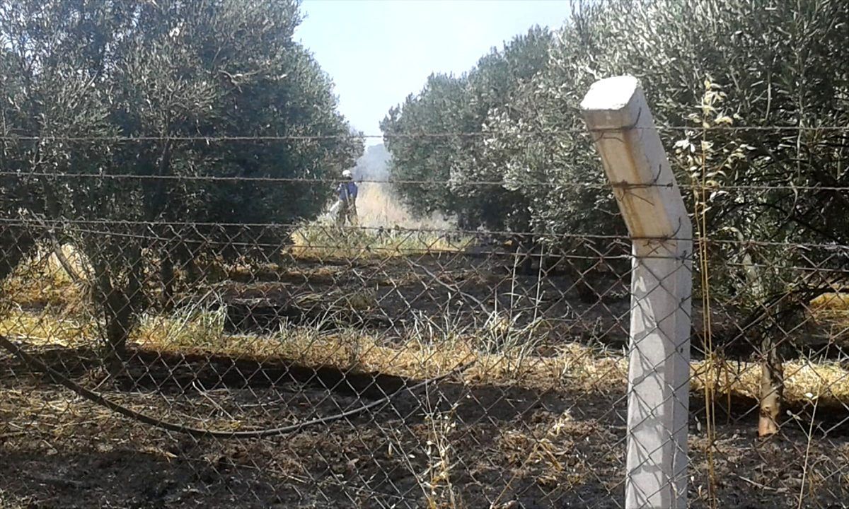 Burhaniye\'de tarım arazisinde yangın