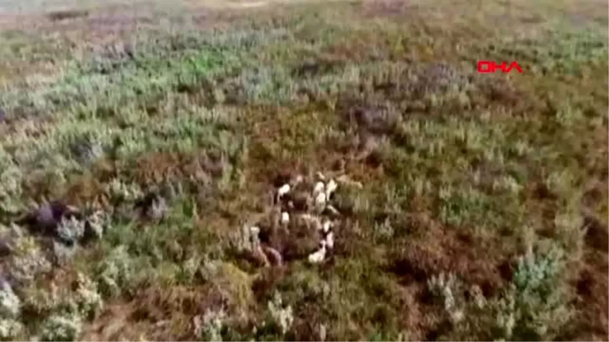 BURSA Jandarma, kayıp koyunları drone ile buldu