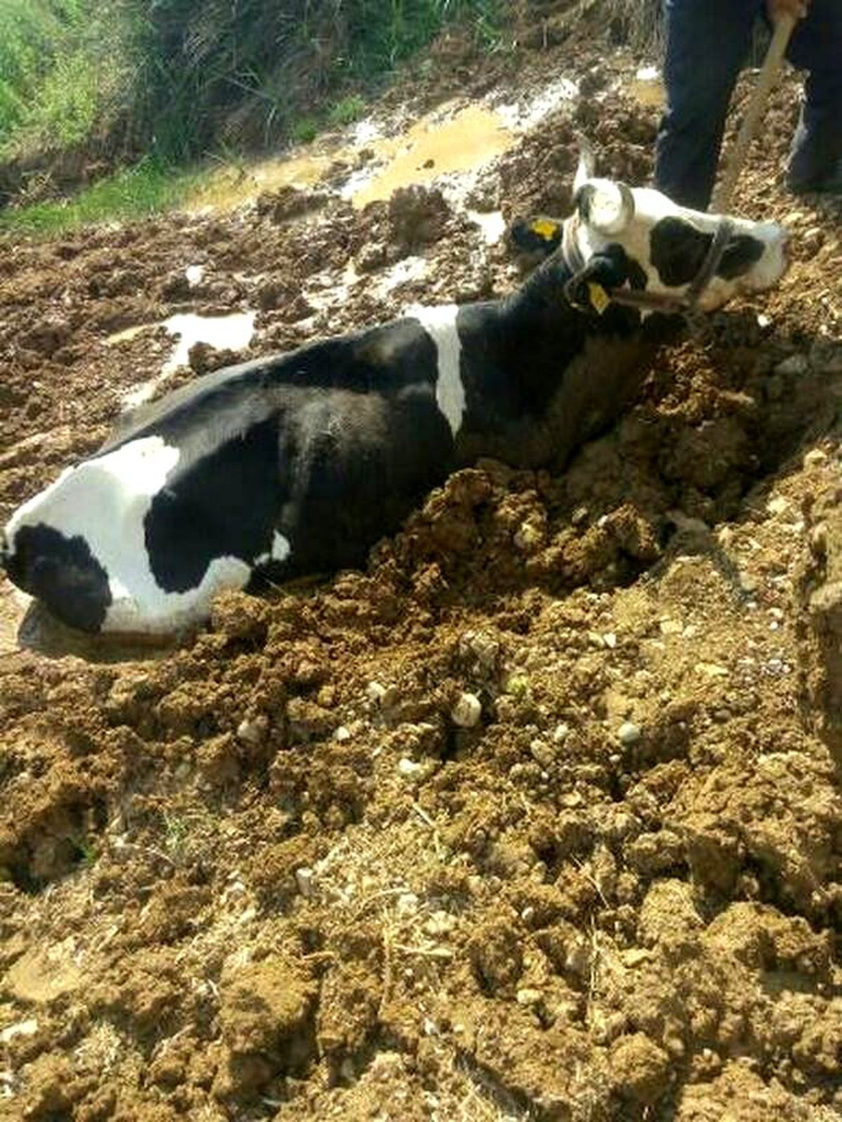 Çamura saplanan inek kurtarıldı