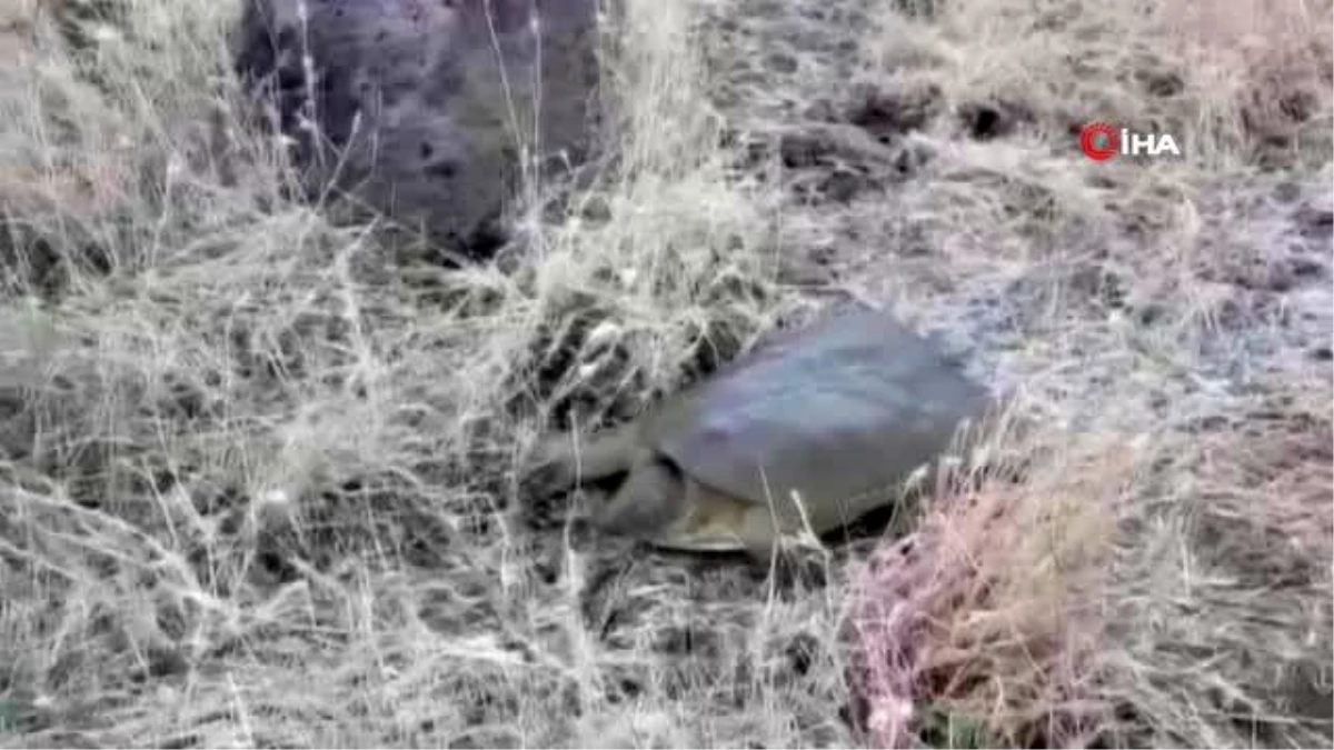 Diyarbakır\'da nesli tükenmekte olan Fırat kaplumbağası bulundu